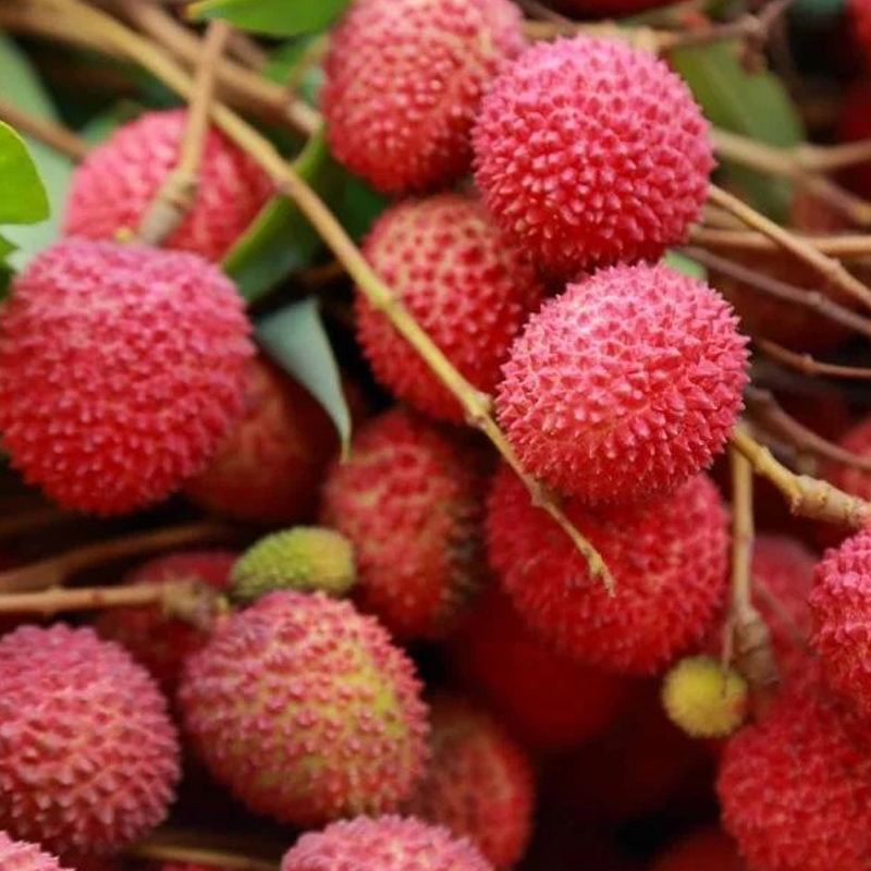 litchi